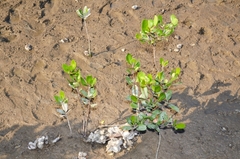 Sonneratia caseolaris