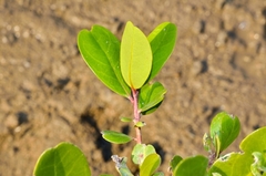 Sonneratia caseolaris