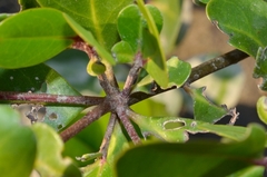 Sonneratia caseolaris