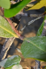 Sonneratia caseolaris