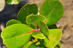 Sonneratia caseolaris