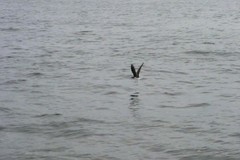 Ichthyaetus hemprichii
