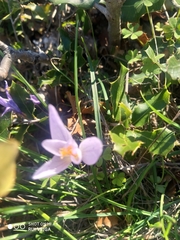 Crocus serotinus