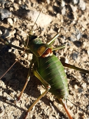 Ephippiger perforatus