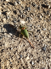 Ephippiger perforatus