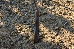 Sonneratia caseolaris