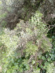 Colletia paradoxa