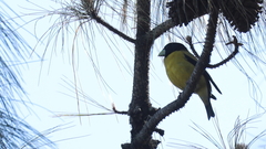 Coccothraustes abeillei