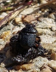 Scarabaeus intricatus