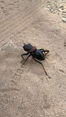 Eugaster