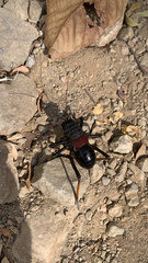 Eugaster