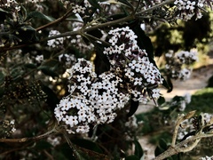 Buddleja officinalis