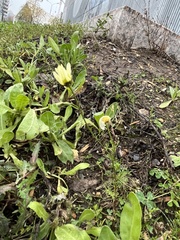 Tripleurospermum inodorum