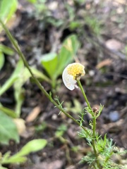 Tripleurospermum inodorum