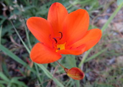 Tritonia deusta miniata