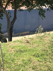 Colaptes campestris campestris