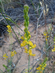 Lebeckia sepiaria