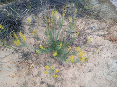 Lebeckia sepiaria