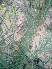 Lebeckia sepiaria