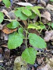 Aegopodium podagraria