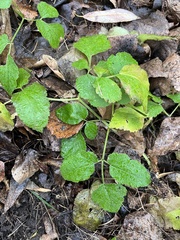 Aegopodium podagraria