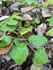 Aegopodium podagraria
