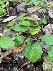 Aegopodium podagraria