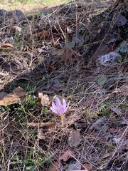 Crocus serotinus