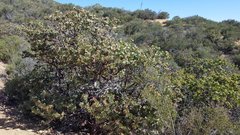 Arctostaphylos pringlei drupacea