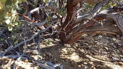 Arctostaphylos pringlei drupacea
