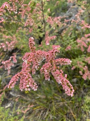 Thryptomene calycina