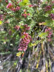 Thryptomene calycina