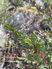 Thryptomene calycina