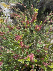 Thryptomene calycina