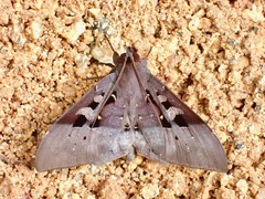 Ischyja marapok