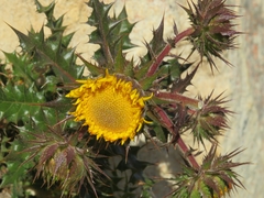 Berkheya tysonii
