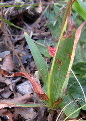 Tritonia deusta miniata