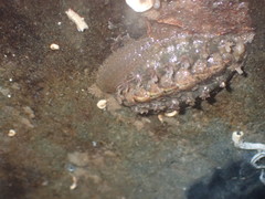 Acanthochitona crinita