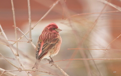 Haemorhous purpureus