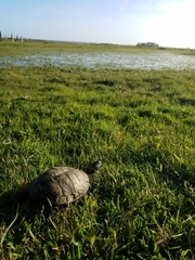 Acanthochelys spixii