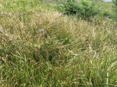 Carex tumulicola