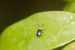 Monomacra sponsa