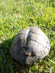 Acanthochelys spixii