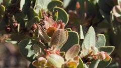Arctostaphylos pringlei drupacea