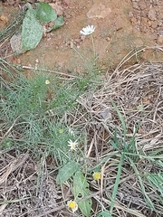 Tripleurospermum inodorum