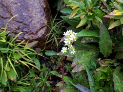 Saxifraga aquatica