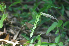 Cissia phronius