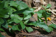 Cissia phronius