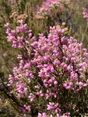 Erica palliiflora
