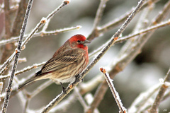 Haemorhous mexicanus